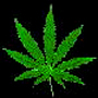 weed leaf